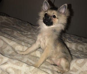 Pomeranian puppy uglies