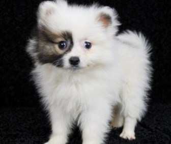 Pomeranian puppy white with black markings