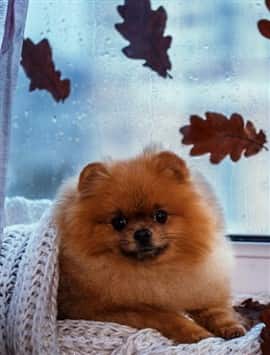 Pomeranian at rainy window