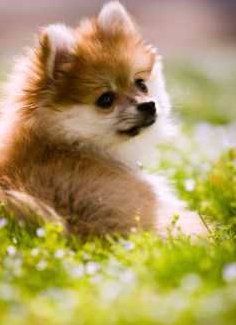 Pomeranian relaxed in sunny field