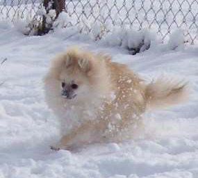 Pomeranian running in winter snow