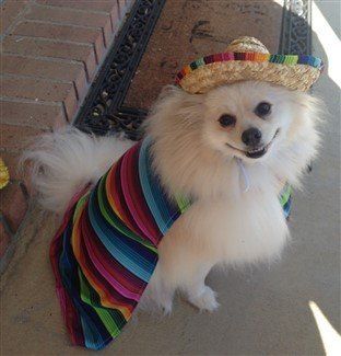 Pomeranian in senior Mexican costume