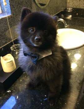 Pomeranian sitting on counter