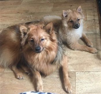 Two Pomeranians of different size