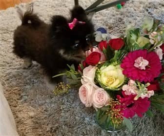 Pomeranian smelling flowers in a vase