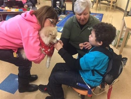 pomeranian-therapy-dog-at-a-school