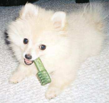 Pomeranian with toothbrush in mouth