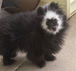 Pomeranian after pic, black with white ring on head