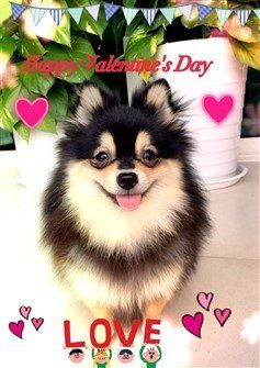 pomeranian-valentine-greeting