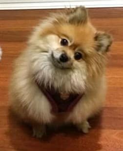 Pomeranian wearing a harness