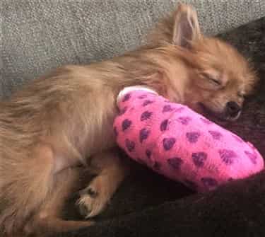 Pomeranian with leg cast for broken bones