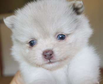 Pomeranian with light blue eyes
