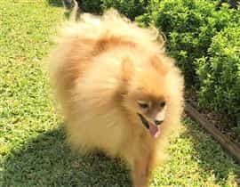 Pomeranian with no teeth