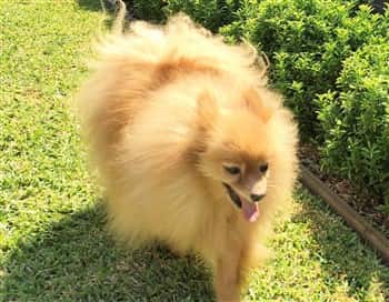 Pomeranian with no teeth