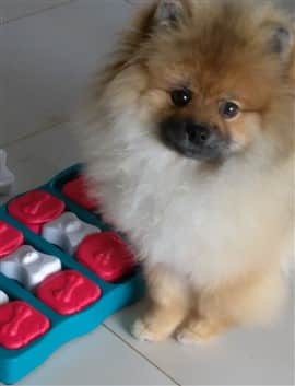 Pomeranian with puzzle toy