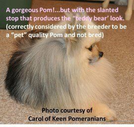 Pomeranian with slanted snout