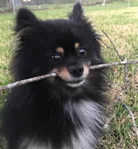 Pomeranian with a stick in his mouth