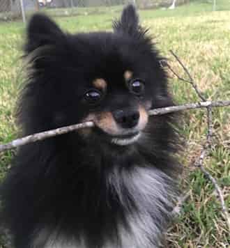 Pomeranian with stick in his mouth