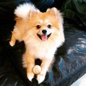 Pomeranian with tennis ball