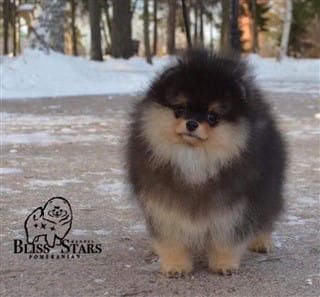 Pomeranian with trimmed coat