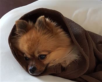 Pomeranian wrapped up