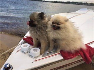 Two Pomeranians with beautiful fur