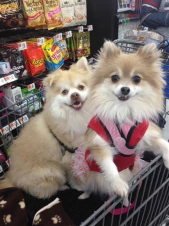 are pomeranians good service dogs