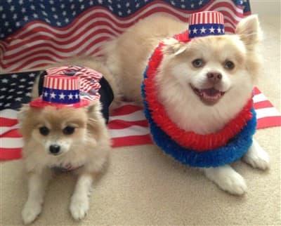 Pomeranians on the 4th of July
