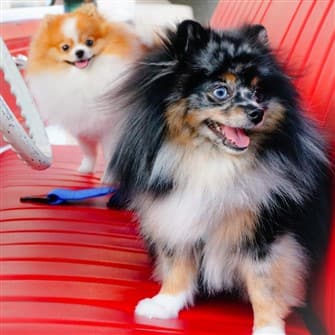 Pomeranians with trimmed coats