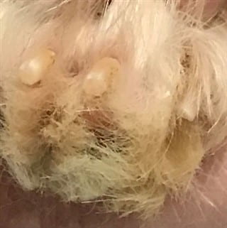 Pom's nails are cut, after photo