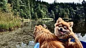 Pomeranians on a boat