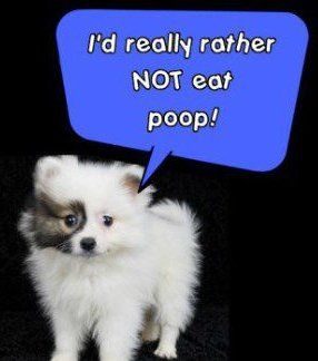 Pomeranian with eating poop sign