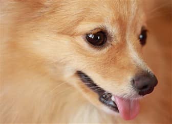 profile of Pomeranian