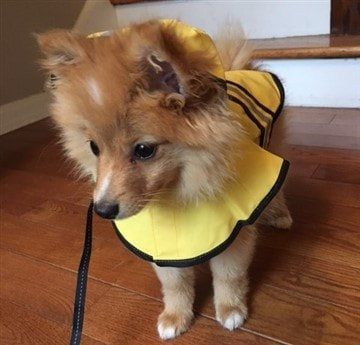 protect-pomeranian-coat-from-getting-wet