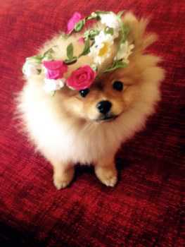 Pomeranian puppy wearing a hat