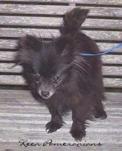 Pomeranian puppy appears to be black