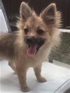 Puppy uglies, example 1a- Darla