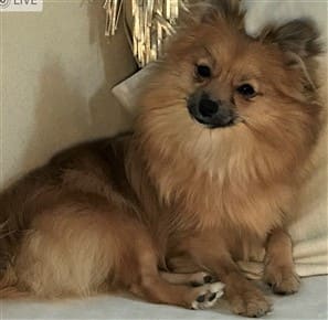 Pomeranian puppy ugly stage hotsell