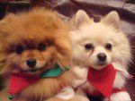 two cute Pom puppies