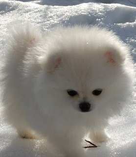 pure white Pomeranian puppy