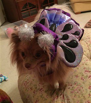 purple-butterfly-canine-costume.