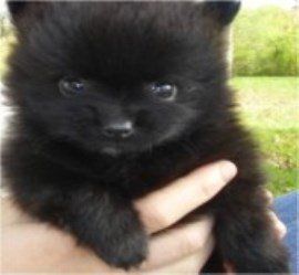 solid black Pomeranian puppy