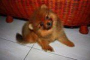 Orange sable Pomeranian
