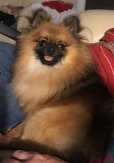 Red sable Pomeranian smiling