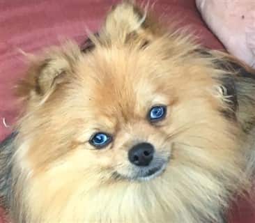 red sable Pomeranian