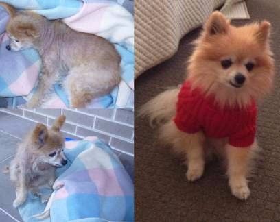 Rescued Pomeranian before and after