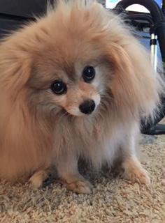 rescued Pomeranian no cost