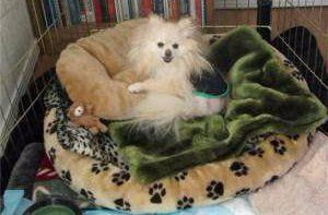 rescued Pomeranian in dog bed