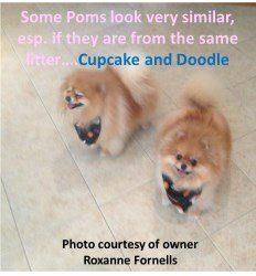 two Pomeranians from same litter