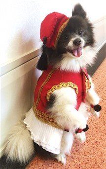 winner - Pomeranian most elegant stance